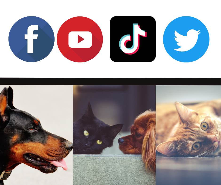 Different social media icons with a row of pet pictures below. 