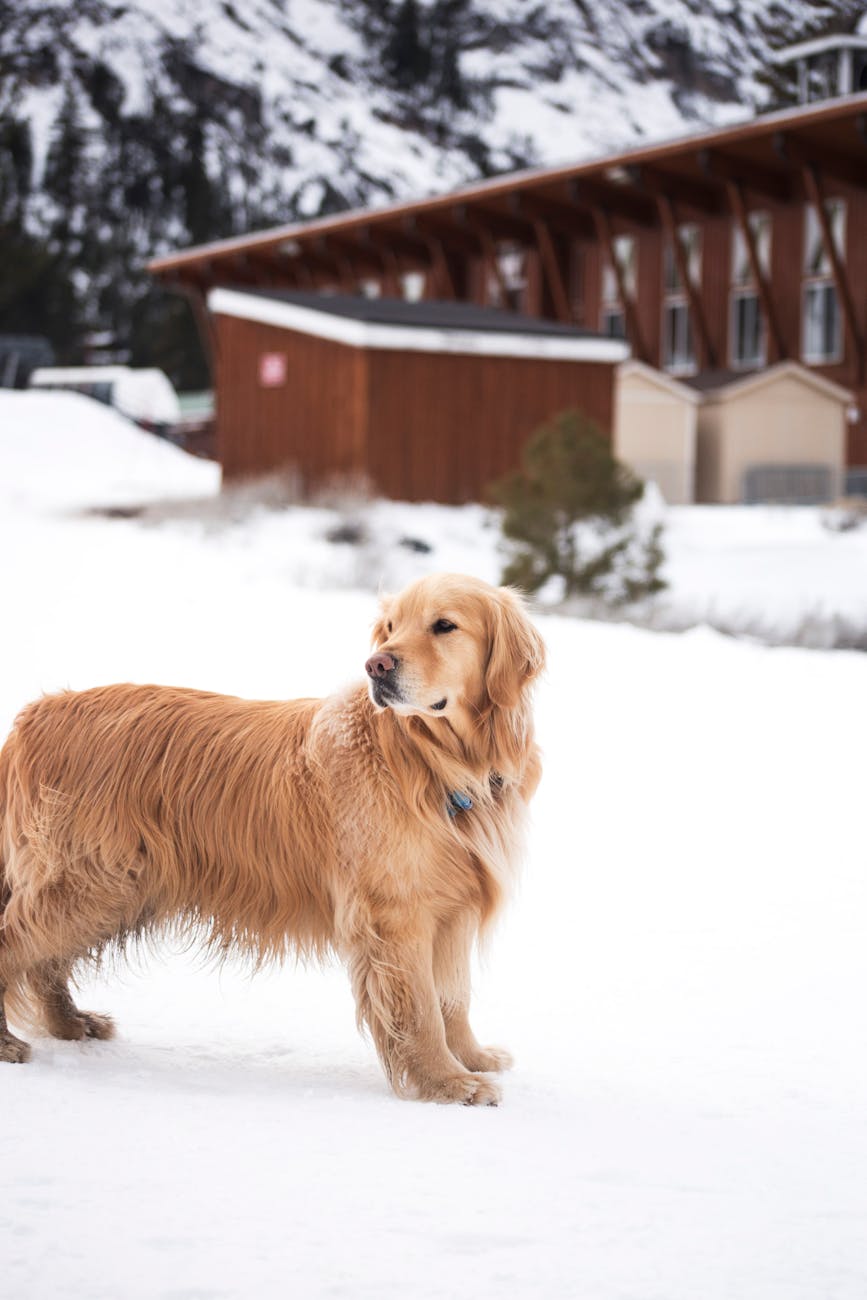 A golden retriever standing outside in the snow with a building in the background.